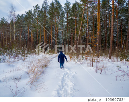 Mountain forest in winter 103607824