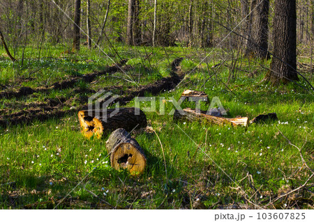 the sun refracts the shadow of tall trees in a green park. the sun refracts the shadow of tall trees in a green park. 103607825