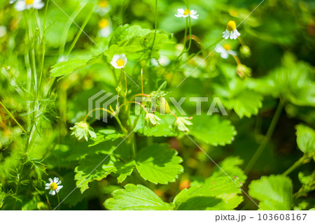 Strawberry bush texture 103608167