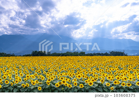 ひまわり・夏イメージ 103608375