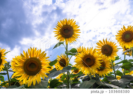 ひまわり・夏イメージ 103608380
