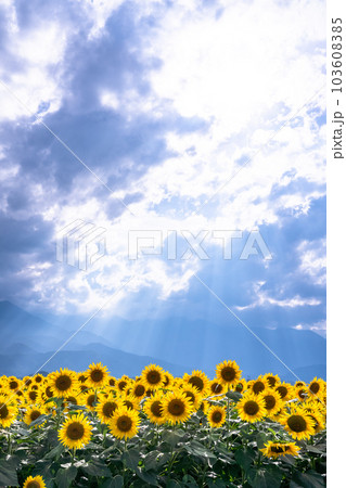 ひまわり・夏イメージ 103608385