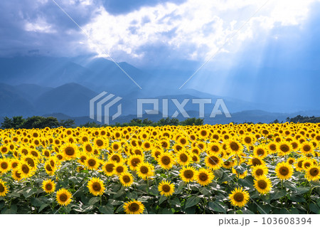 ひまわり・夏イメージ 103608394