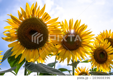 ひまわり・夏イメージ 103608396