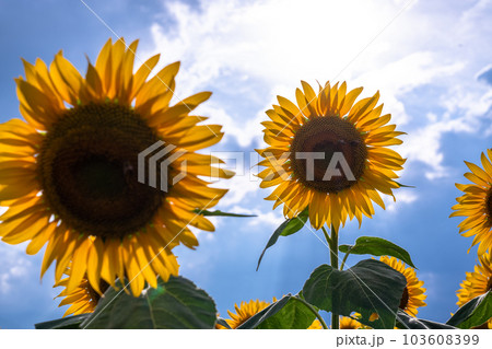 ひまわり・夏イメージ 103608399