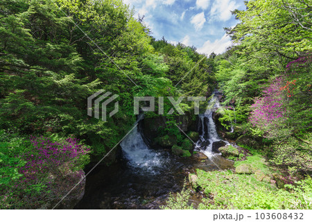 竜頭ノ滝とトウゴクミツバツツジ【栃木県日光市】 103608432