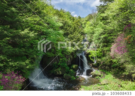 竜頭ノ滝とトウゴクミツバツツジ【栃木県日光市】 竜頭ノ滝とトウゴクミツバツツジ【栃木県日光市】 103608433