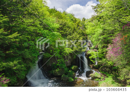 竜頭ノ滝とトウゴクミツバツツジ【栃木県日光市】 103608435