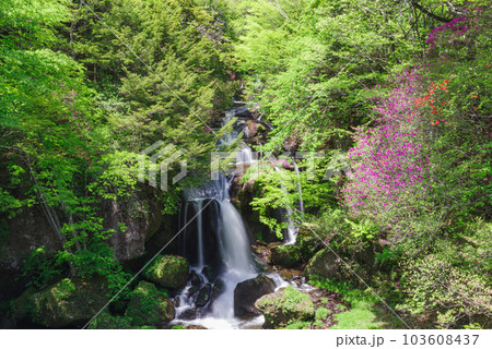 竜頭ノ滝とトウゴクミツバツツジ【栃木県日光市】 103608437