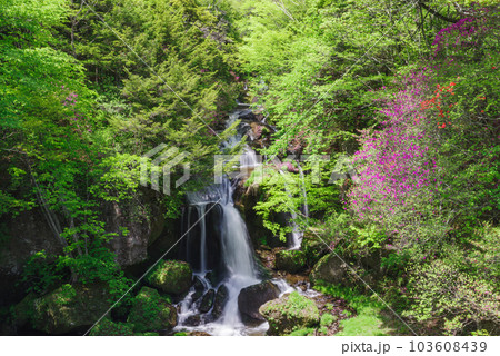 竜頭ノ滝とトウゴクミツバツツジ【栃木県日光市】 103608439