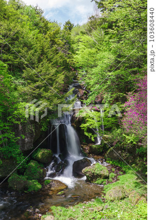 竜頭ノ滝とトウゴクミツバツツジ【栃木県日光市】 103608440