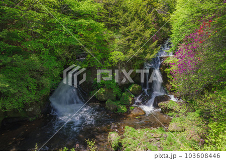 竜頭ノ滝とトウゴクミツバツツジ【栃木県日光市】 竜頭ノ滝とトウゴクミツバツツジ【栃木県日光市】 103608446