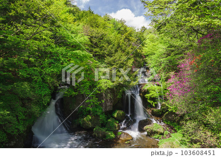 竜頭ノ滝とトウゴクミツバツツジ【栃木県日光市】 竜頭ノ滝とトウゴクミツバツツジ【栃木県日光市】 103608451