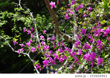 竜頭ノ滝とトウゴクミツバツツジ【栃木県日光市】 103608461