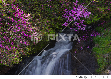 竜頭ノ滝とトウゴクミツバツツジ【栃木県日光市】 103608464