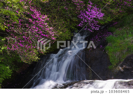 竜頭ノ滝とトウゴクミツバツツジ【栃木県日光市】 103608465