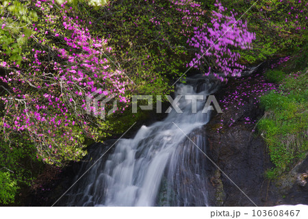 竜頭ノ滝とトウゴクミツバツツジ【栃木県日光市】 103608467