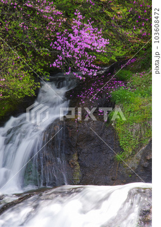 竜頭ノ滝とトウゴクミツバツツジ【栃木県日光市】 103608472