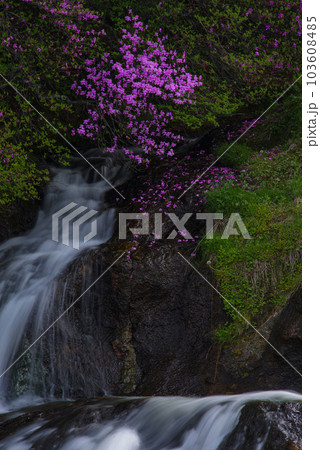 竜頭ノ滝とトウゴクミツバツツジ【栃木県日光市】 竜頭ノ滝とトウゴクミツバツツジ【栃木県日光市】 103608485