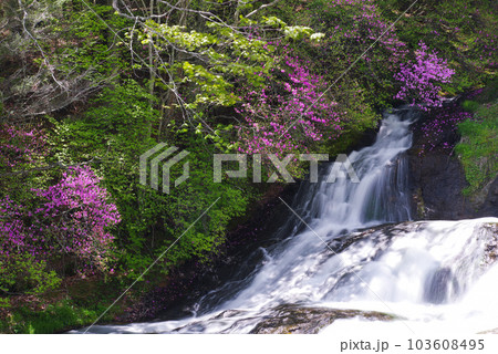竜頭ノ滝とトウゴクミツバツツジ【栃木県日光市】 103608495