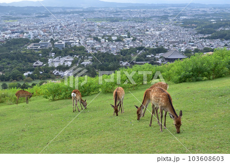 奈良・若草山の鹿と東大寺大仏殿 103608603