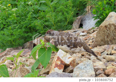 小蓮華山付近の稜線の登山道にいたライチョウ 103608752