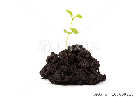 Heap dirt with a green plant sprout 103609216