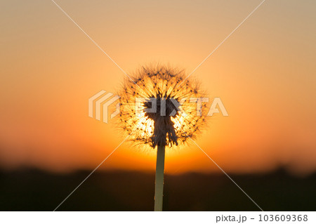 Dandelions in meadow at red sunset 103609368