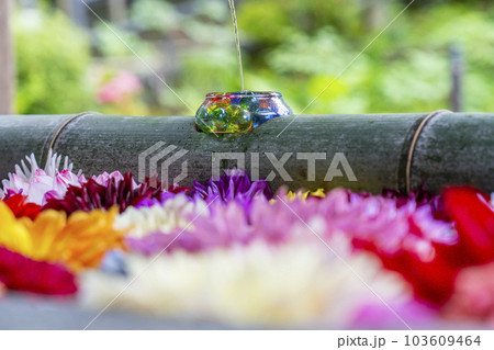龍蓋寺(岡寺)フォトジェニックな花手水 --奈良県高市郡明日香村岡-- 龍蓋寺(岡寺)フォトジェニックな花手水 --奈良県高市郡明日香村岡-- 103609464