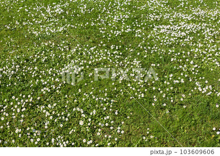 Many white small flowers in top view of meadow 103609606