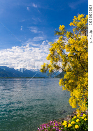 Mountains and lake Geneva Mountains and lake Geneva 103609608