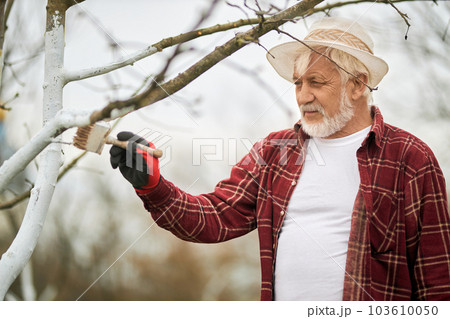 Front view of old male whitewashing trees with brush. Gardener in panama hat standing, taking care of plants in orchard, concentrated.. Concept of garden and plants growing. Front view of old male whitewashing trees with brush. Gardener in panama hat standing, taking care of plants in orchard, concentrated.. Concept of garden and plants growing. 103610050