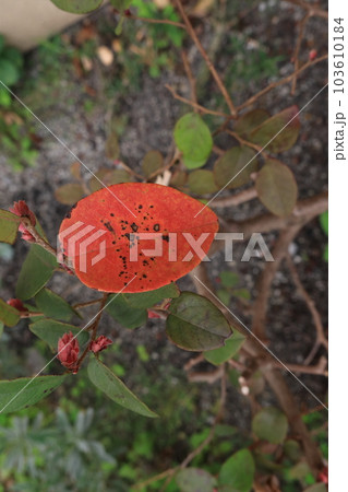 赤い枯れそうな葉 103610184