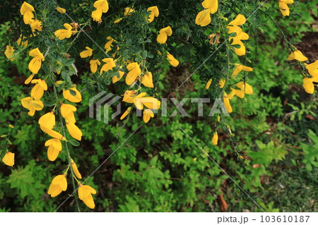 黄色な花びら 黄色な花びら 103610187