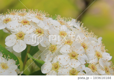 ユキヤナギの印象 ユキヤナギの印象 103610188