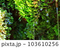 滴るほど水を蓄えたシダの葉 103610256