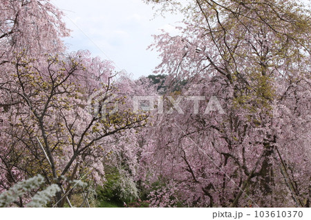 京都市北区原谷苑のしだれ桜 103610370