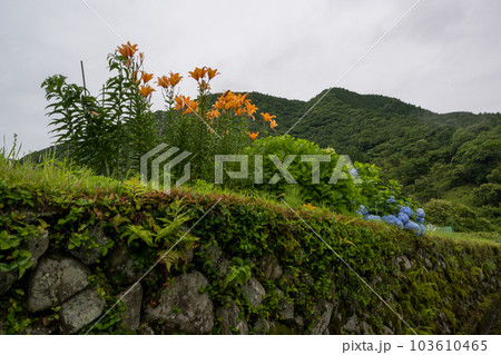 雨降る梅雨の時期にアジサイの花咲く番所の棚田の風景 雨降る梅雨の時期にアジサイの花咲く番所の棚田の風景 103610465