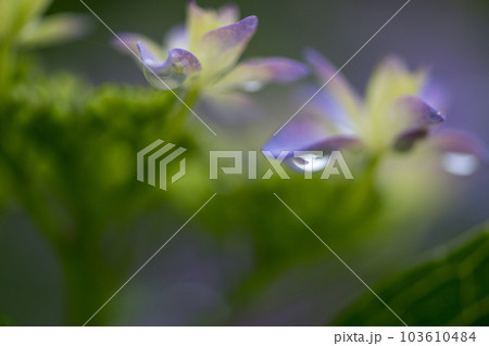 雨降る梅雨の時期にアジサイの花咲く番所の棚田の風景 103610484