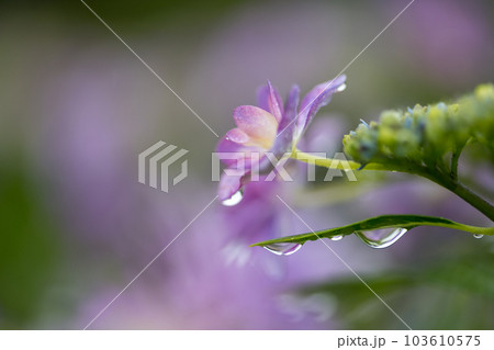 雨降る梅雨の時期にアジサイの花咲く番所の棚田の風景 103610575