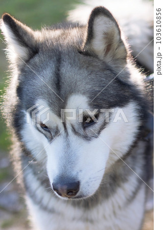Siberian Husky portrait close-up 103610856