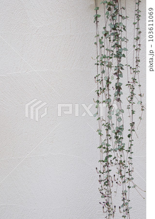 ハートカズラ 103611069