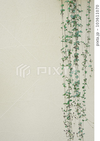 ハートカズラ 103611070