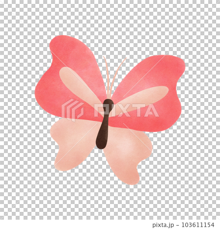 Insect 103611154