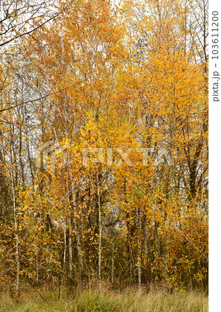 Autumn landscape. Trees with yellow and sparse leaves. 103611200