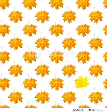 Seamless pattern of colorful autumn maple leaf isolated on white background Seamless pattern of colorful autumn maple leaf isolated on white background 103611228