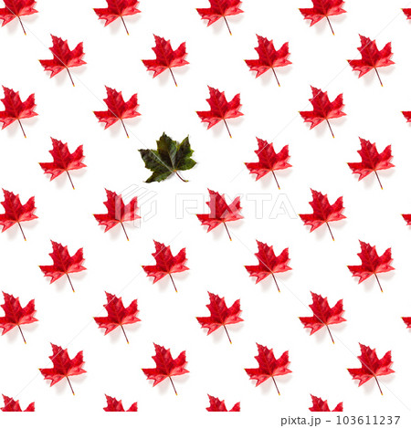 Seamless pattern of colorful autumn maple leaf isolated on white background 103611237