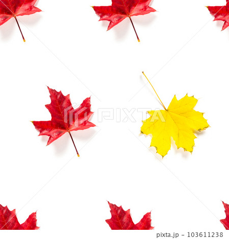 Seamless pattern of colorful autumn maple leaf isolated on white background 103611238