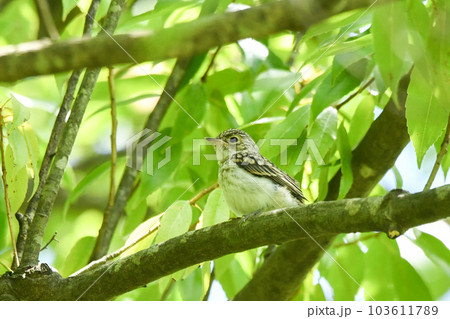 コサメビタキのひな 103611789