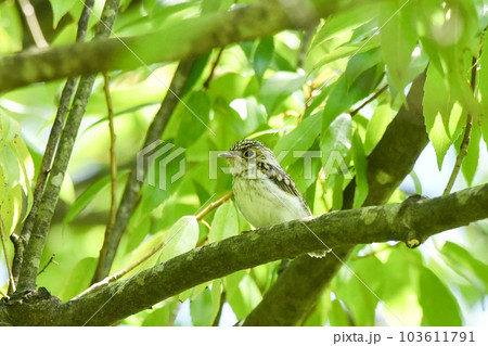 コサメビタキのひな 103611791